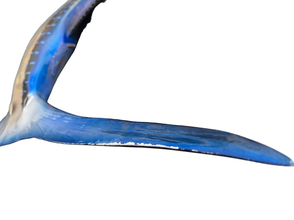 75-Inch Atlantic Sailfish Wall Decor by King Sailfish Mounts